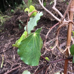 Piper excelsum excelsum