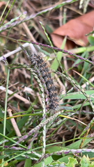 Spilosomina