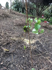 Piper excelsum excelsum