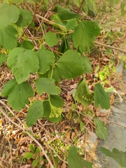 Physocarpus opulifolius