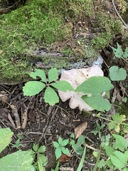 Hebeloma crustuliniforme