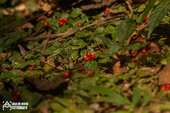 Geophila repens