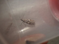 Crambidae