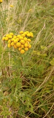 Tanacetum vulgare