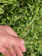 Podisus serieventris