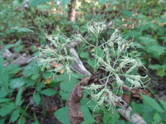 Eutrochium purpureum