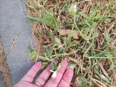 Silene latifolia alba