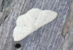 Cosymbiini