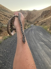 Pituophis catenifer deserticola