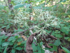 Eutrochium purpureum