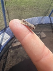 Spodoptera frugiperda