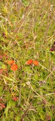 Pilosella aurantiaca