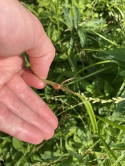 Podisus serieventris