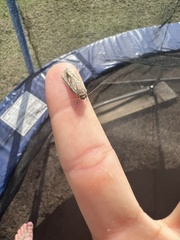 Spodoptera frugiperda