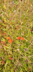 Pilosella aurantiaca