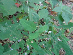 Desmodium