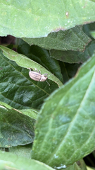 Naupactus peregrinus