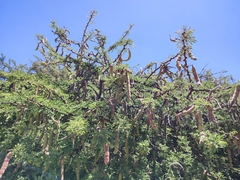Vachellia schaffneri