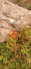 Pilosella aurantiaca