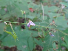 Desmodium