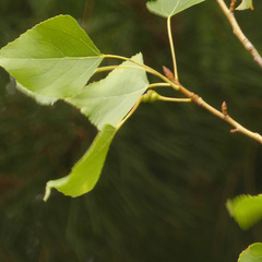 Pemphigus spyrothecae