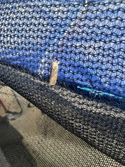 Spodoptera frugiperda