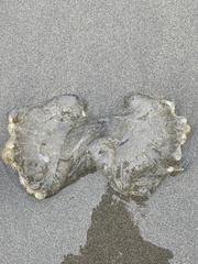 Chrysaora fuscescens