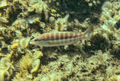 Serranus cabrilla