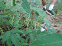Desmodium