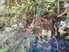 Vachellia schaffneri