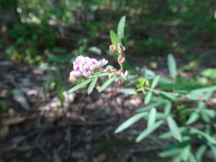 Lespedeza virginica