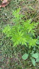 Artemisia annua