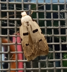 Stibaromacha ratella