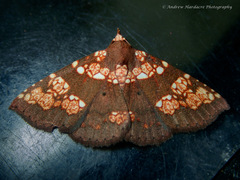Saroba pustulifera