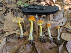 Amanita flavoconia image