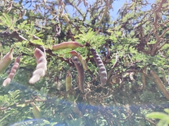 Vachellia schaffneri
