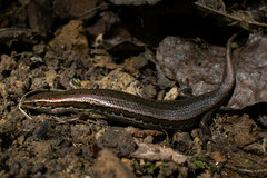 Oligosoma polychroma