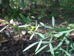 Lespedeza virginica