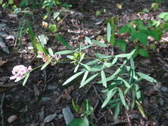 Lespedeza virginica