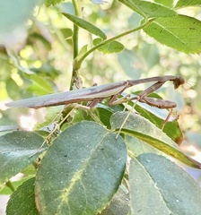 Stagmomantis limbata