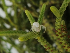 Misumenops
