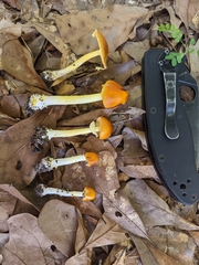Amanita flavoconia image