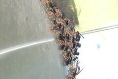 Polistes annularis