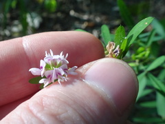 Lespedeza virginica