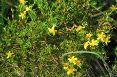Hypericum fasciculatum