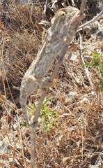 Chamaeleo chamaeleon