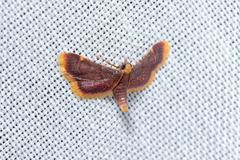 Hypsopygia mauritialis