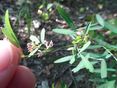 Lespedeza virginica