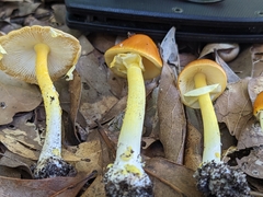 Amanita flavoconia image