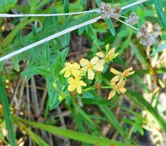 Hypericum cistifolium